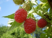 6th Jul 2012 - Raspberries .