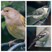 6th Jul 2012 - Birds of my garden