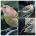 Birds of my garden by rosiekind