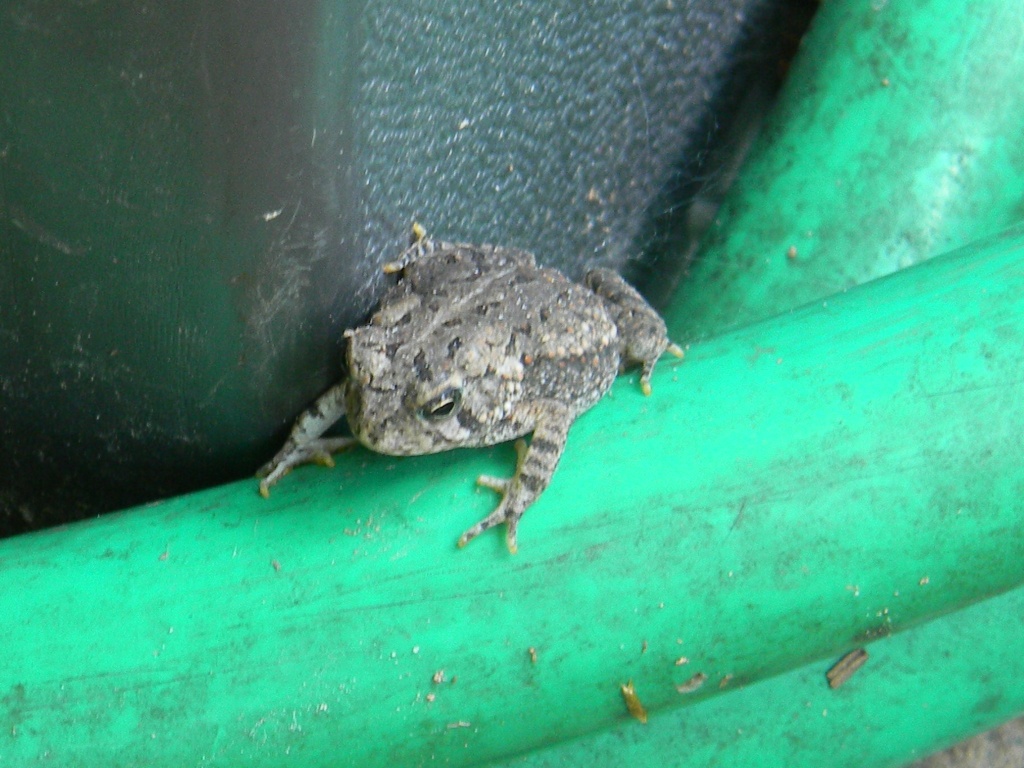 Toad in Hose Close-up 7.6.12 by sfeldphotos