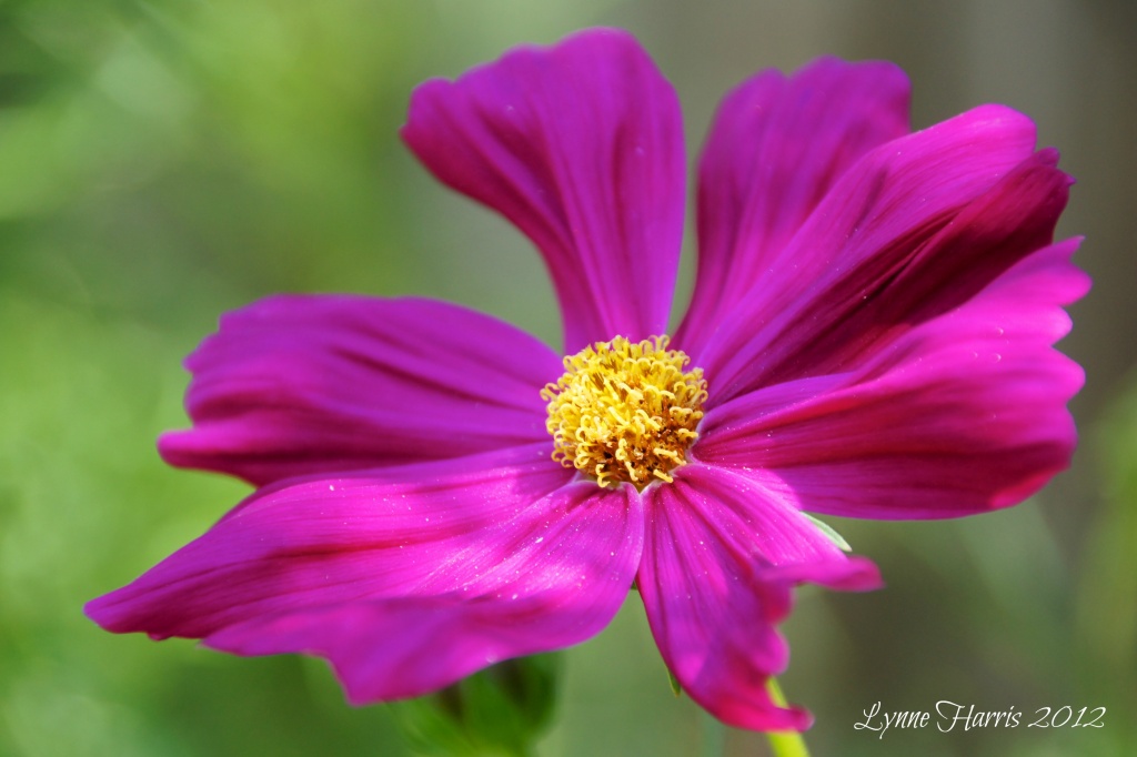 Pink Flower by lynne5477