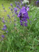 4th Jul 2012 - I do love Lavender!