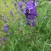 I do love Lavender! by rosbush