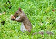 7th Jul 2012 - Florida Squirrel