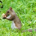 Florida Squirrel by allie912