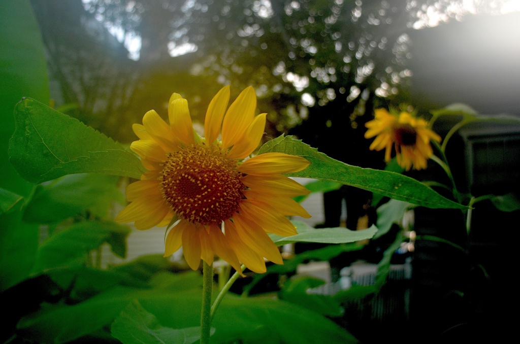 Resplendent sunflower, Logan Street, Charleston, SC by congaree