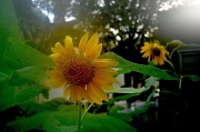 6th Jul 2012 - Resplendent sunflower, Logan Street, Charleston, SC