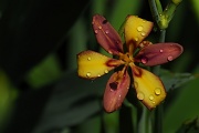 6th Jul 2012 - Candy Lily