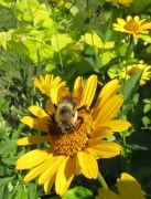 6th Jul 2012 - Bee