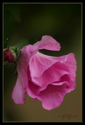 6th Jul 2012 - Rose of Sharon Blossom