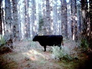 7th Jul 2012 - met this chap in the forest