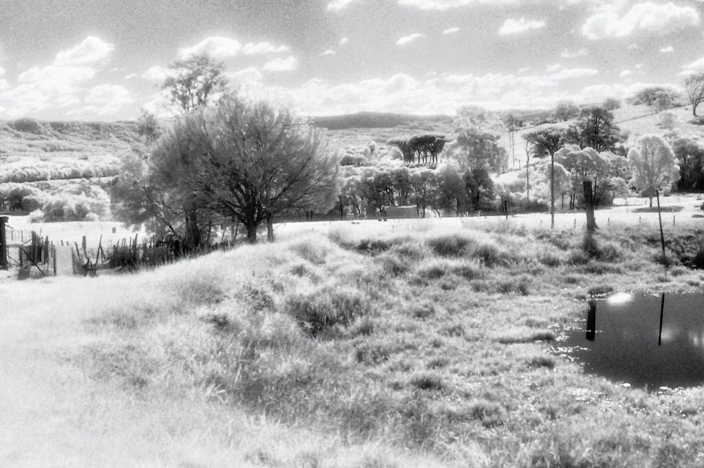 Trees and paddocks by peterdegraaff