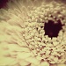 7.7.12 Freelensing by stoat