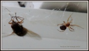 7th Jul 2012 - Said the spider to the fly - you'll die