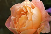 7th Jul 2012 - Salvaged Rose
