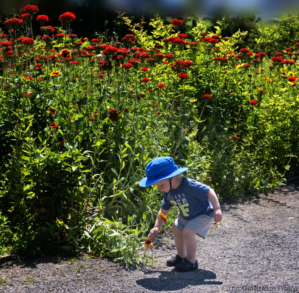 The Little Boy Who Adores Flowers by jgpittenger