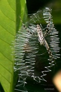 8th Jul 2012 - Rickrack spider... Handicapped?