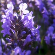 7th Jul 2012 - Indigo lavender?