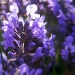 Indigo lavender? by filsie65
