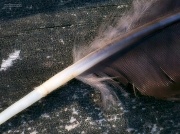 8th Jul 2012 - Horse feather... Forever Ride...