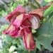 Ruža i puž by vesna0210