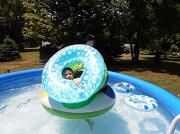 6th Jul 2012 - Swimming Pool Fun