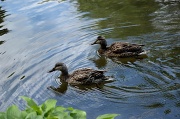 6th Jul 2012 - Ducks in the pond
