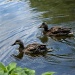Ducks in the pond by dora