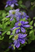 7th Jul 2012 - Clematis