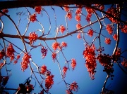 8th Jul 2012 - Clear sky and red berries