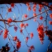 Clear sky and red berries by spanner