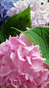 7th Jul 2012 - Beauty Blooms