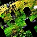 Overgrown Graveyard by seanoneill