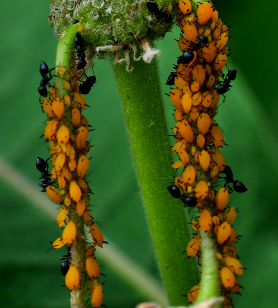 The Ants  & the Aphids by jayberg