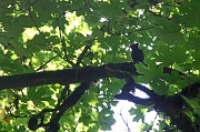 7th Jul 2012 - Woodpecker