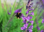 8th Jul 2012 - Buzzy Bee