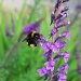 Buzzy Bee by plainjaneandnononsense