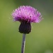 Melancholy Thistle (Cirsium helenioides) - Huopaohdake IMG_5397 by annelis