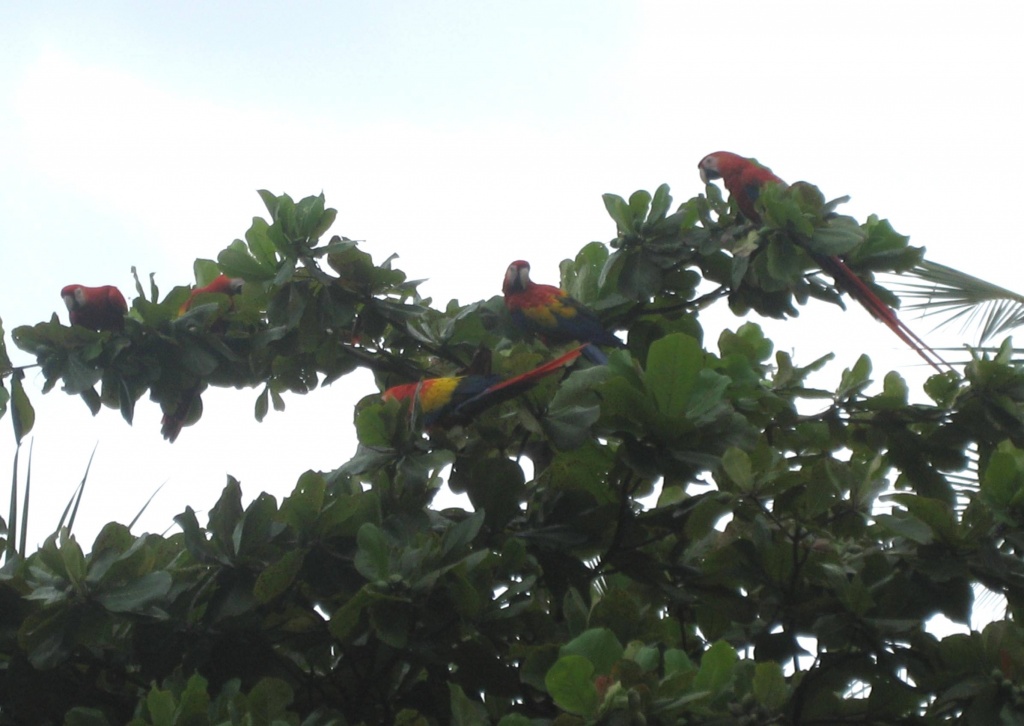 5 Macaws by tara11