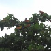 5 Macaws by tara11