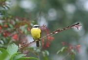 7th Jul 2012 - Yellow bird