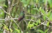 8th Jul 2012 - Hummingbird