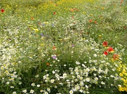 7th Jul 2012 - Wild Flower Meadow