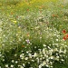 Wild Flower Meadow by oldjosh
