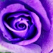Purple  by cdonohoue