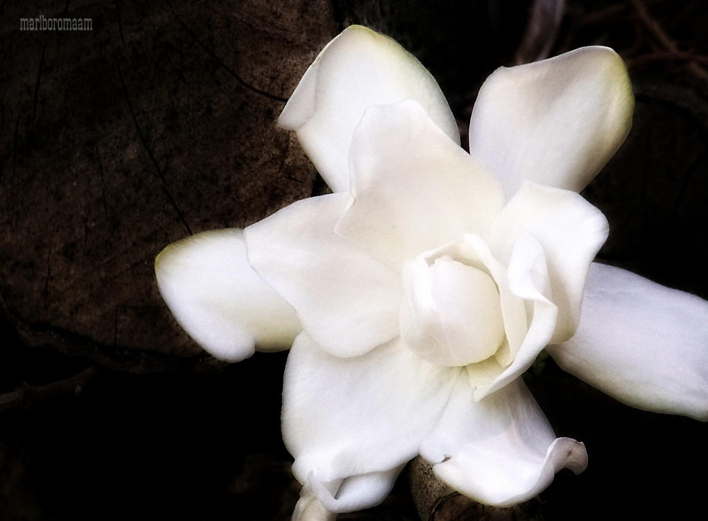 Gardenia... by marlboromaam