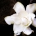 Gardenia... by marlboromaam