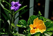 8th Jul 2012 - Hibiscus & and friend 