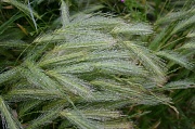 3rd Jul 2012 - Sodden grass