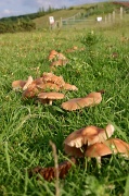 8th Jul 2012 - Fun for Fungi